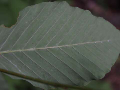 Слика од Fagus japonica Maxim.