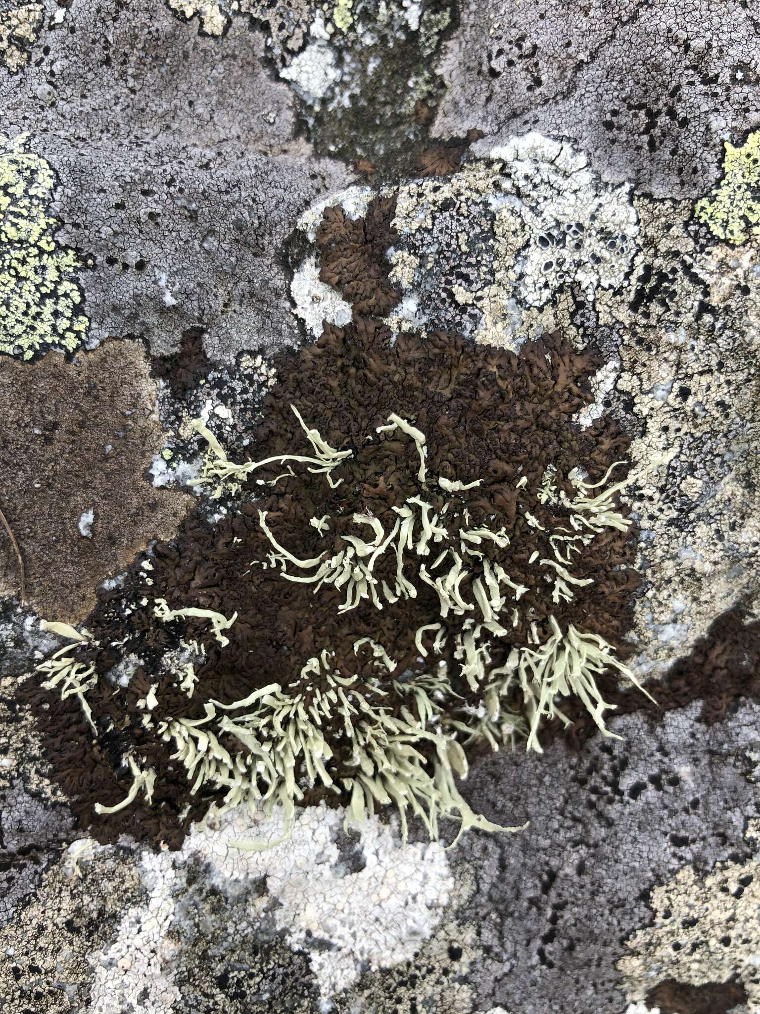 Imagem de Ramalina cuspidata (Ach.) Nyl.