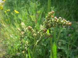 Image of Common Sorrel