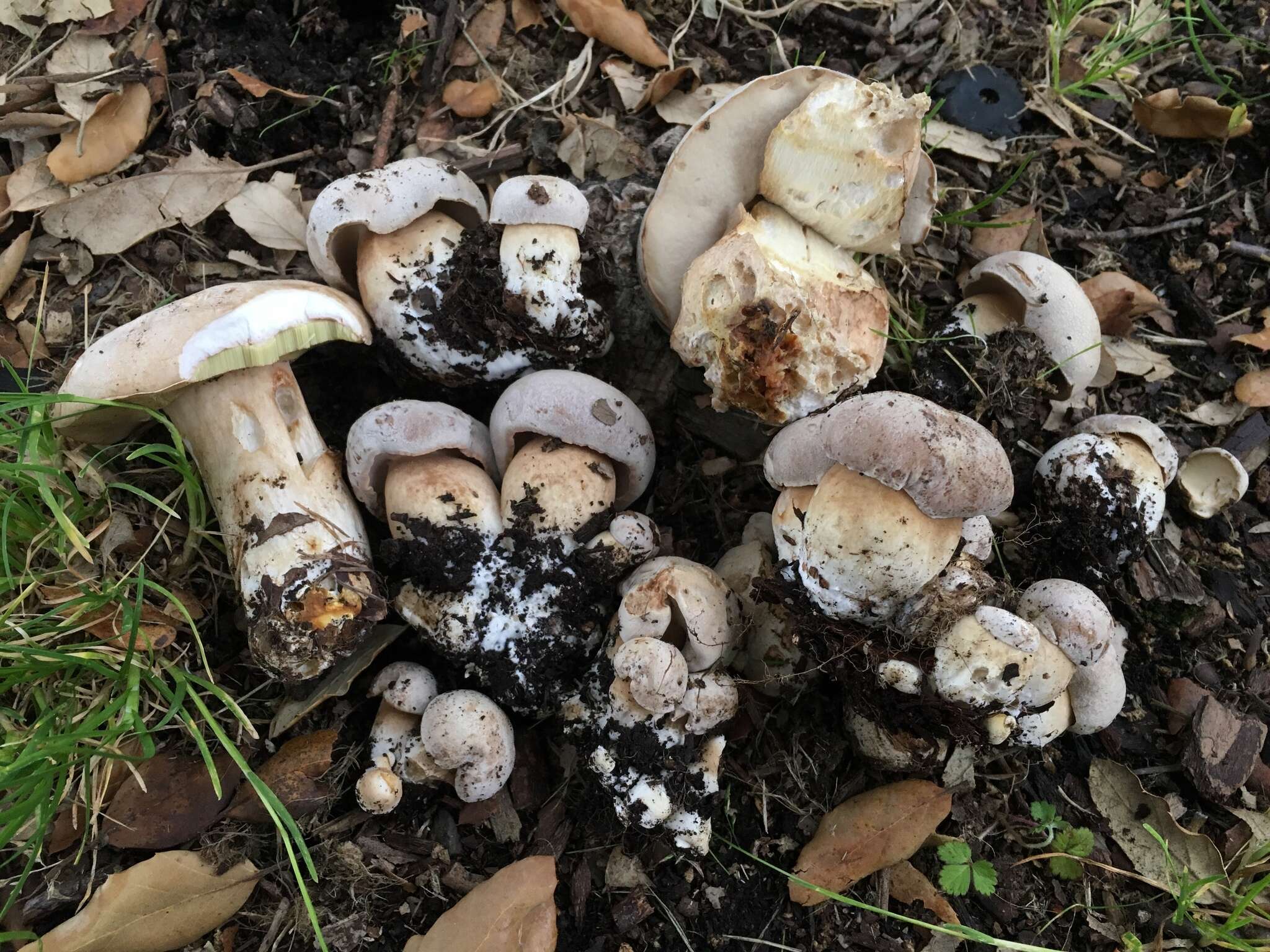 Sivun Boletus barrowsii Thiers & A. H. Sm. 1976 kuva