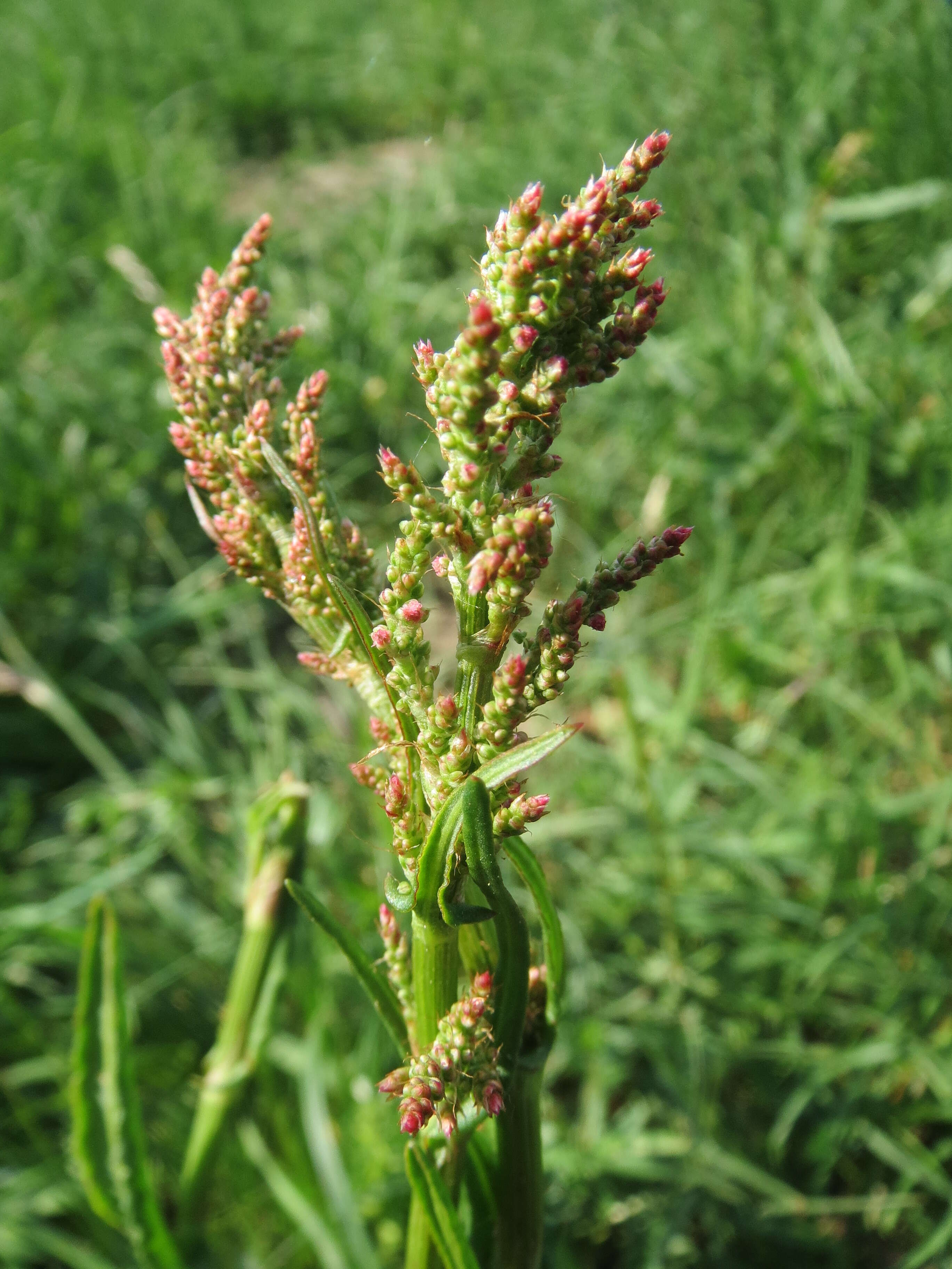 Image of Common Sorrel