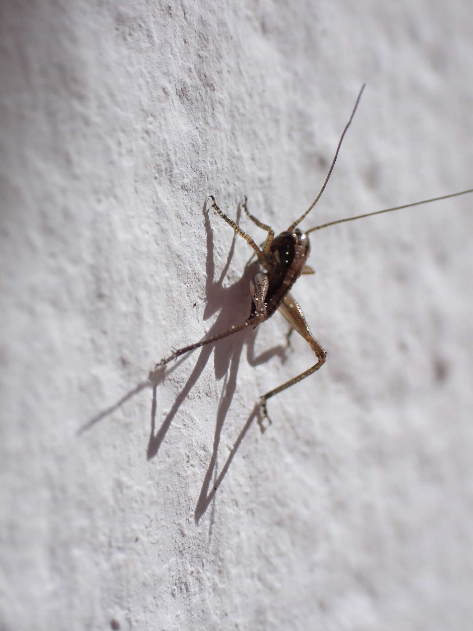 Image of Platycleis sabulosa Azam 1901