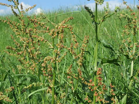 Image of Common Sorrel