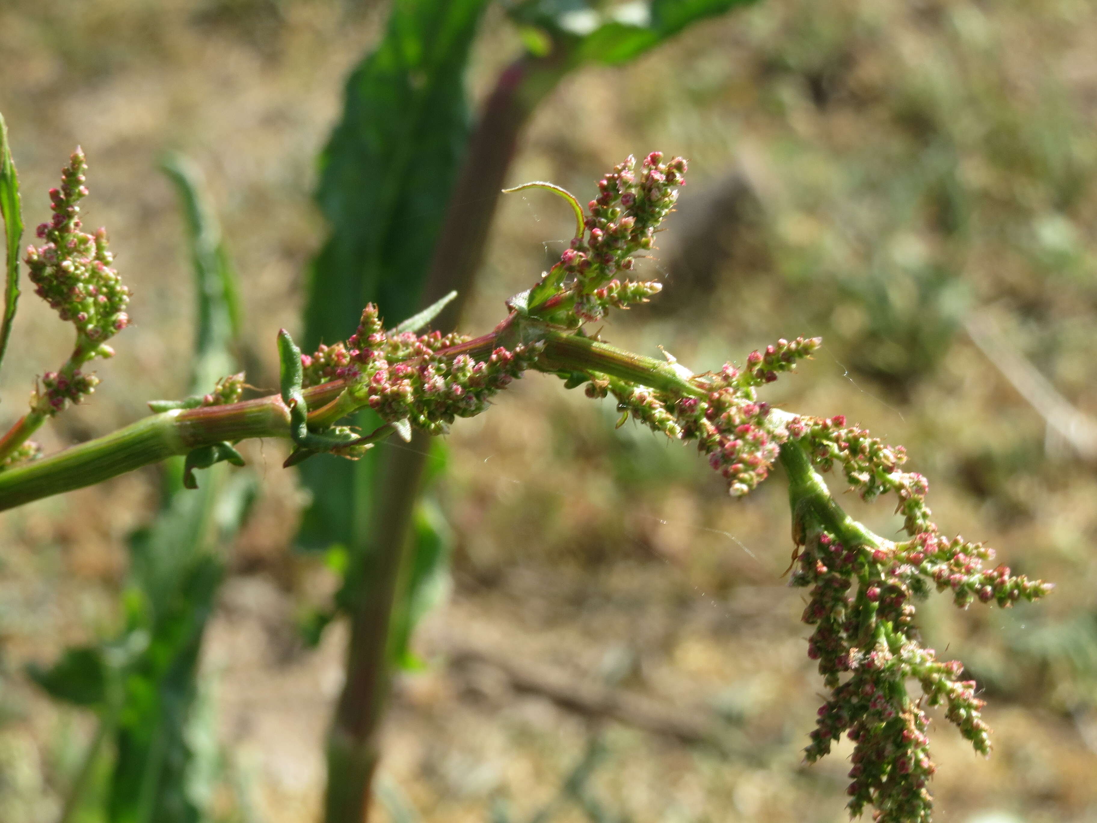 Image of Common Sorrel