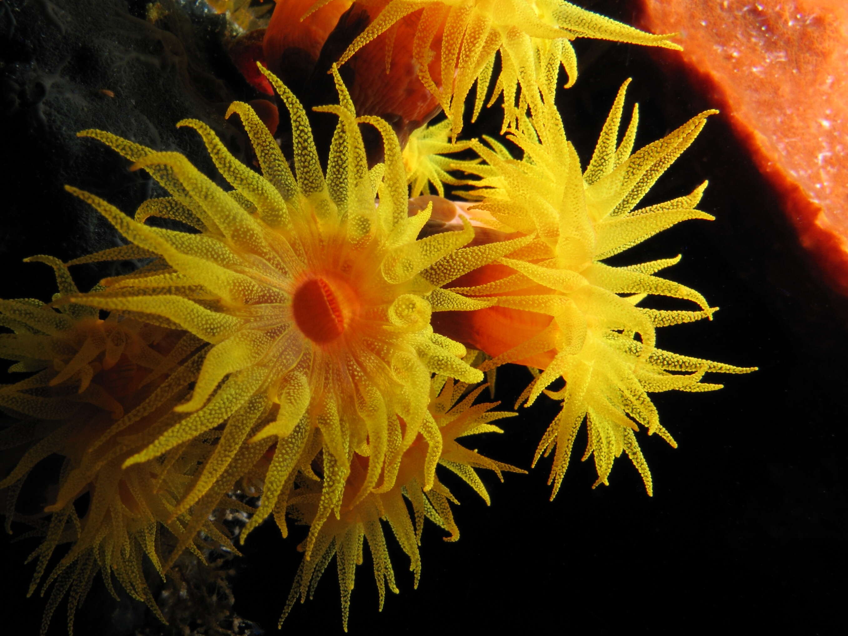 Image of Orange Cup Coral