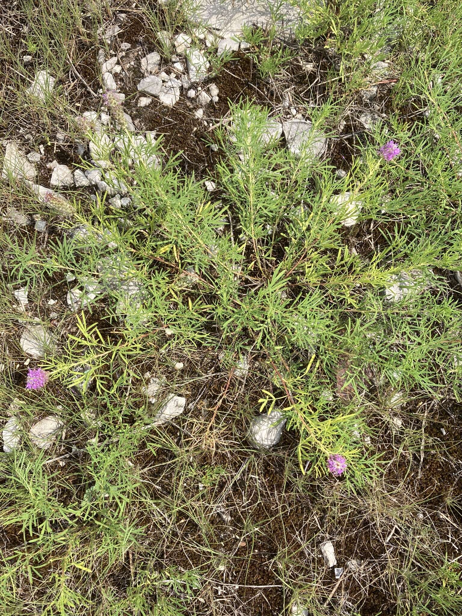 Plancia ëd Dalea gattingeri (A. Heller) Barneby