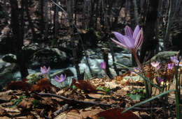 Image of Corsican crocus