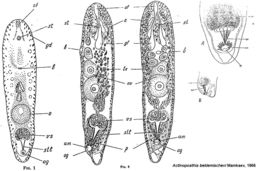 Image of acoel flatworms