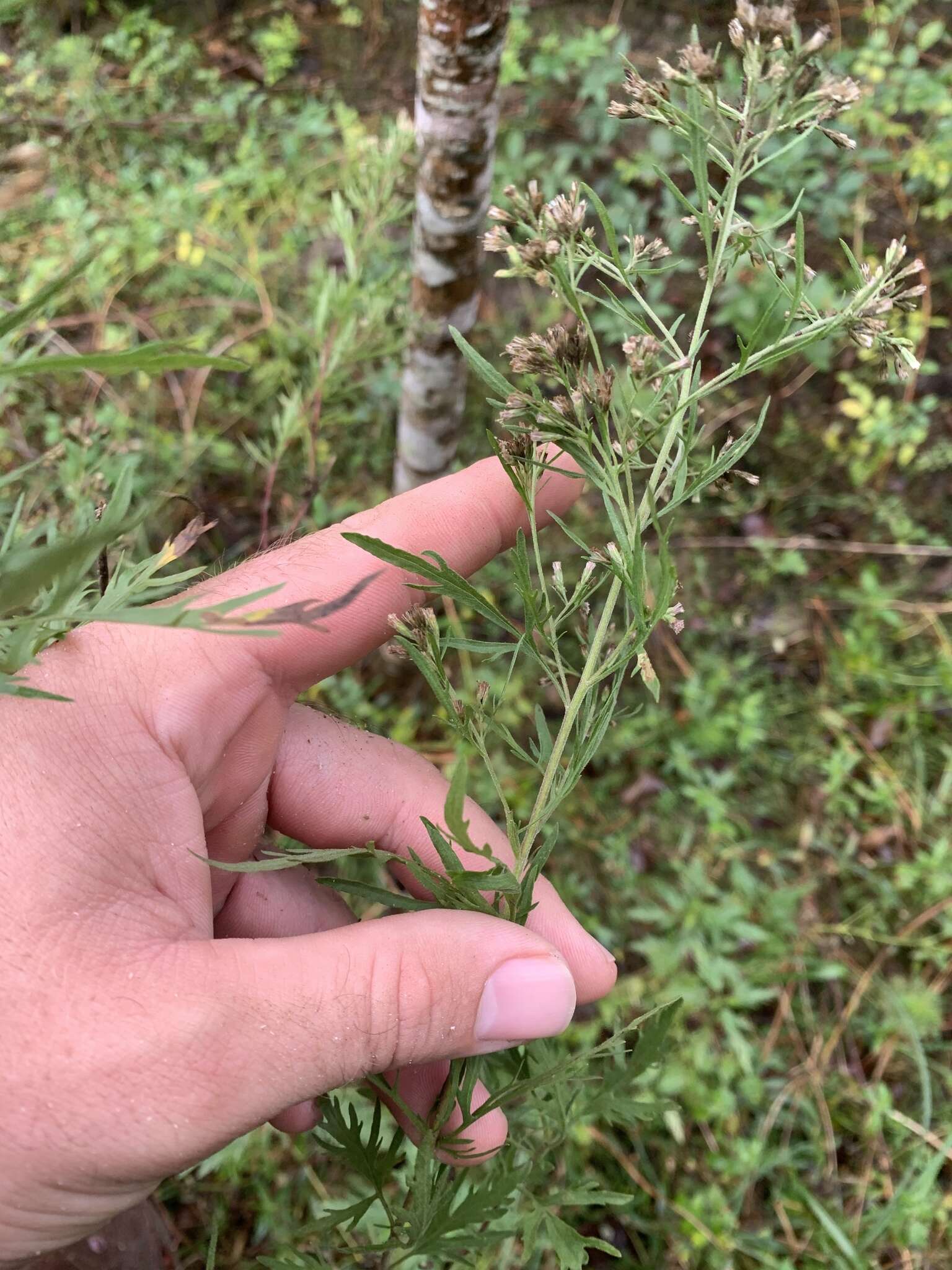 Image of thoroughwort