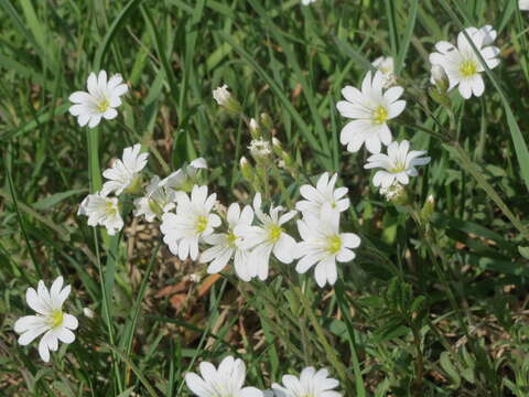 Image of field chickweed