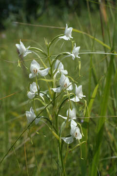 Habenaria linearifolia Maxim. resmi