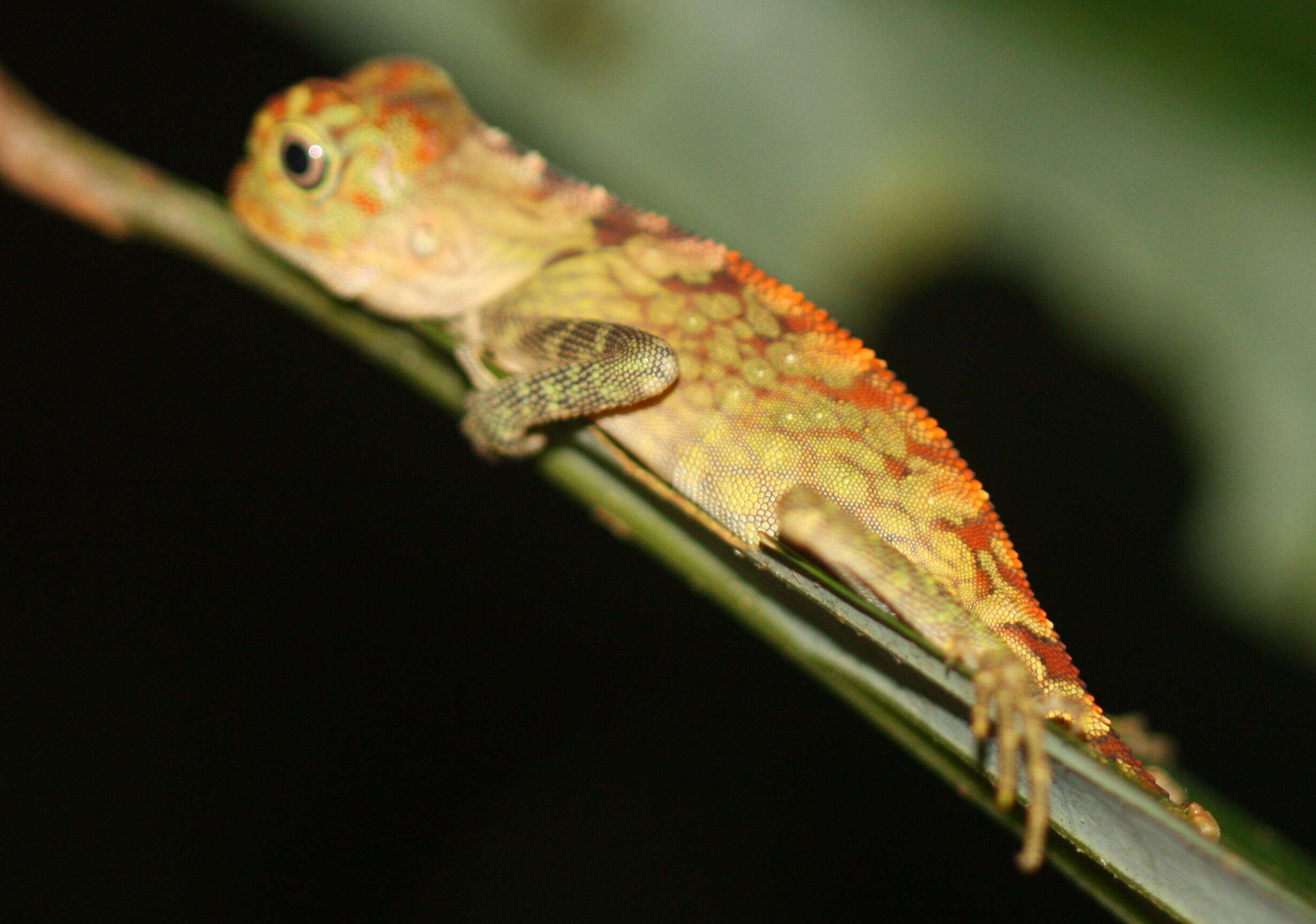 Слика од Gonocephalus bornensis (Schlegel 1851)