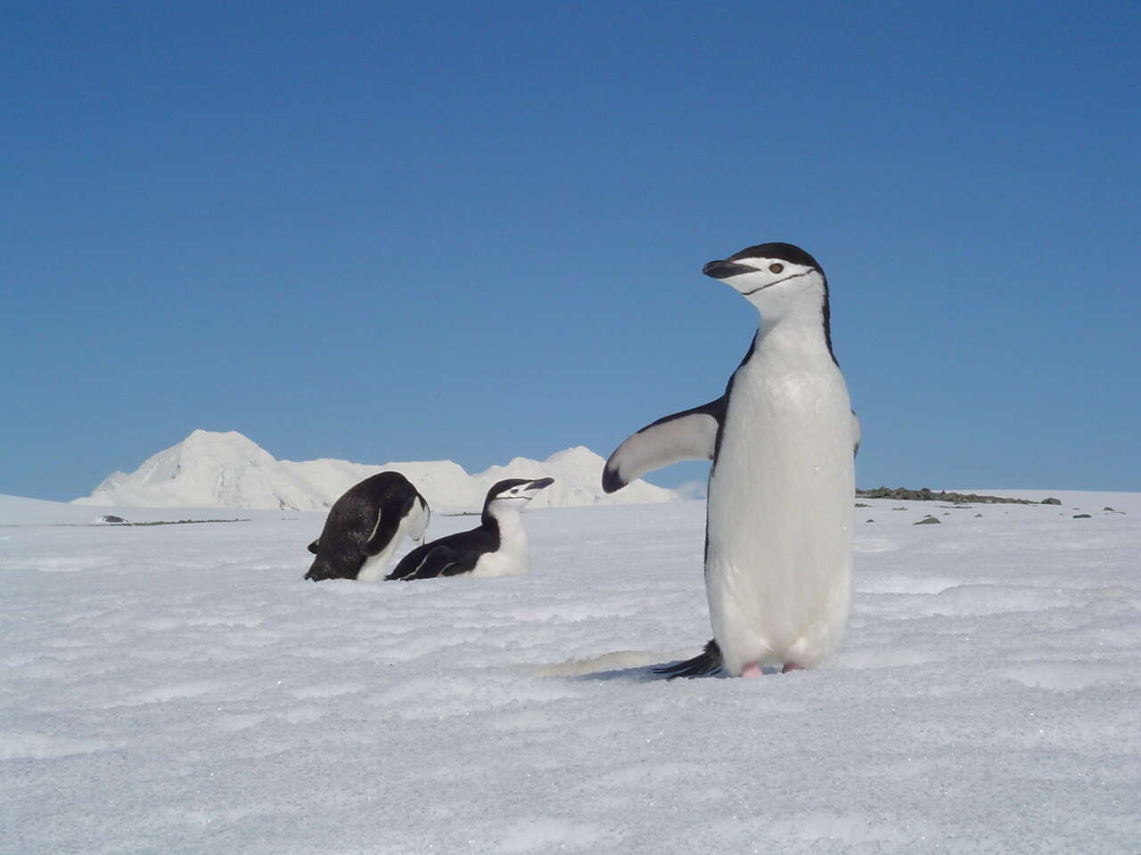 Image of Chinstrap Penguin