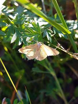 Image of small grass emerald