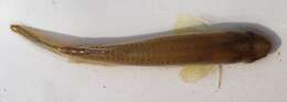 Image of Blackspotted Topminnow