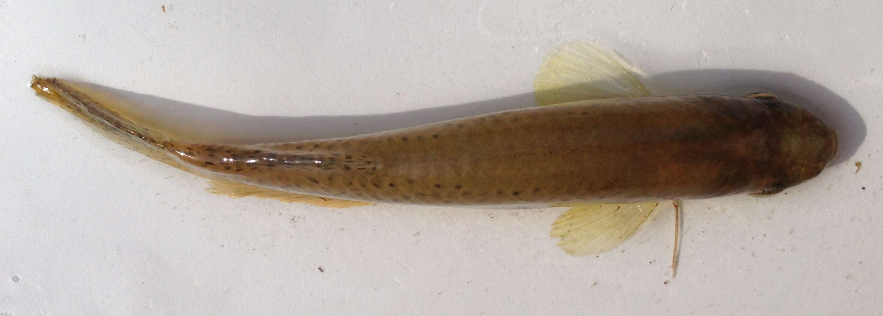 Image of Blackspotted Topminnow