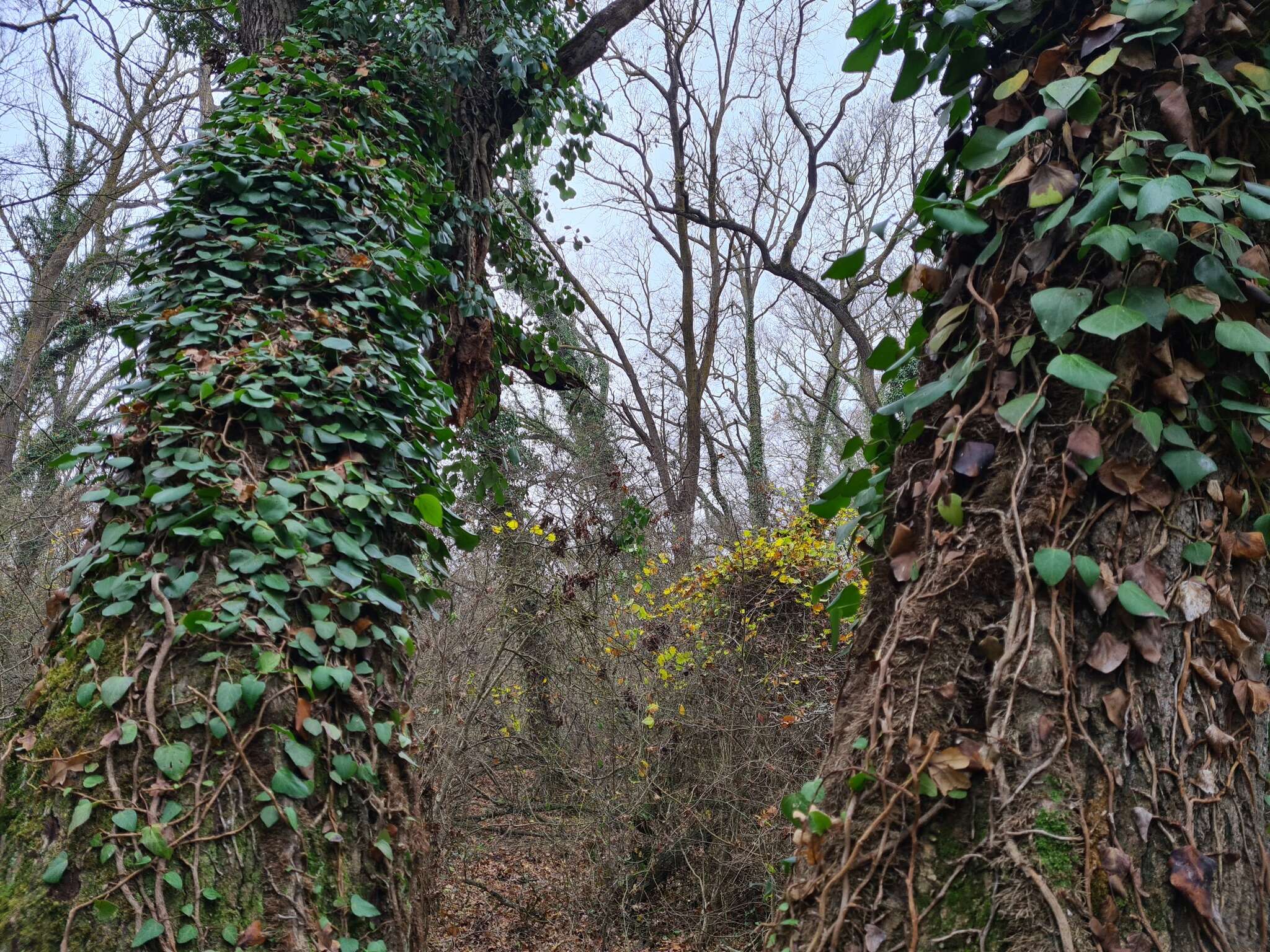 Image de Hedera pastuchovii Woronow