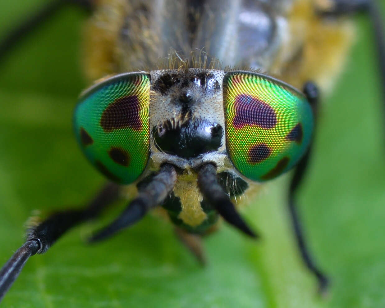 Image of Chrysops divaricatus Loew 1858