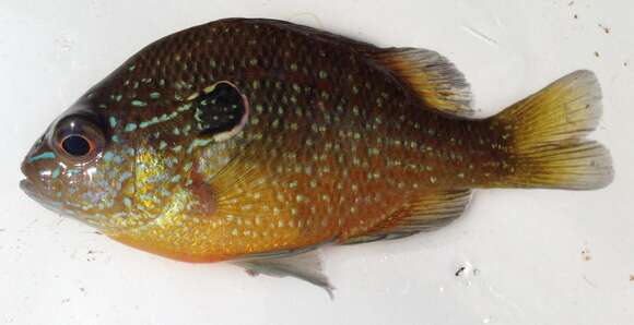 Image of Longear Sunfish