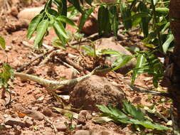 Image of Tropidurus azurduyae Carvalho, Rivas, Céspedes & Rodrigues 2018