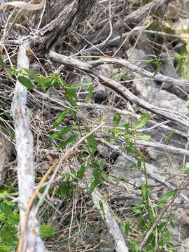 Image of MacCart's swallow-wort