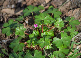 Image of shining geranium