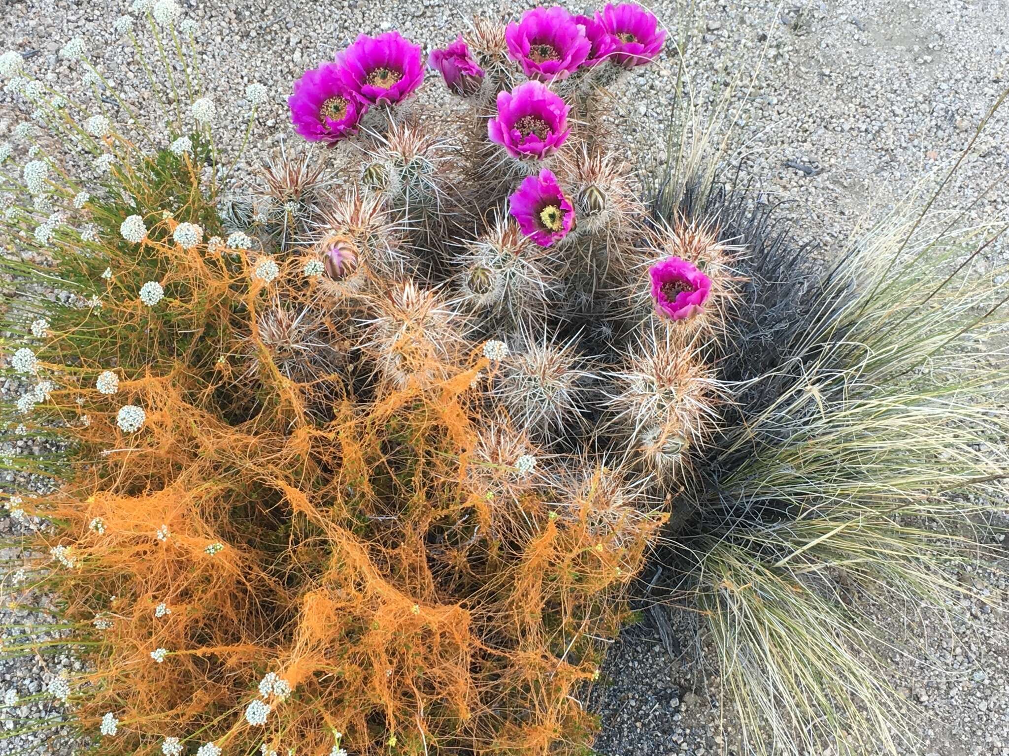 Image of Eastern Mojave buckwheat