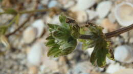 Image of Lamium amplexicaule var. orientale (Pacz.) Mennema