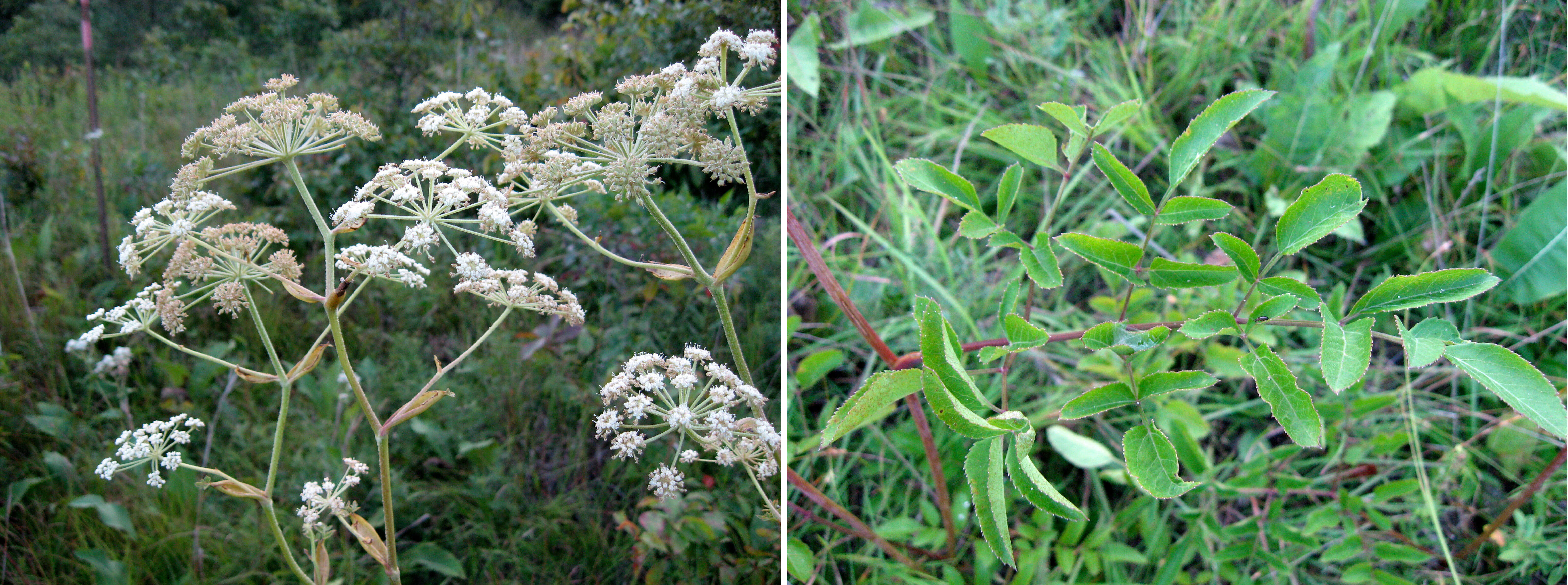 Image of hairy angelica