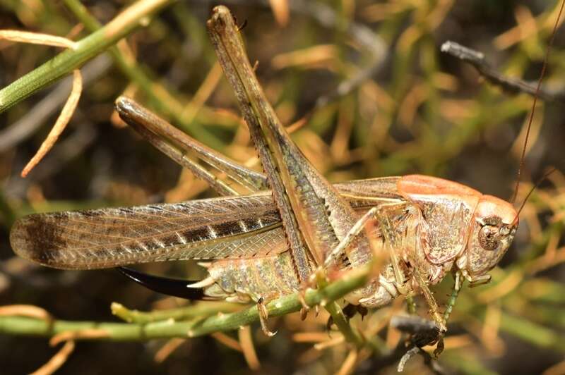 Image of Platycleis sabulosa Azam 1901