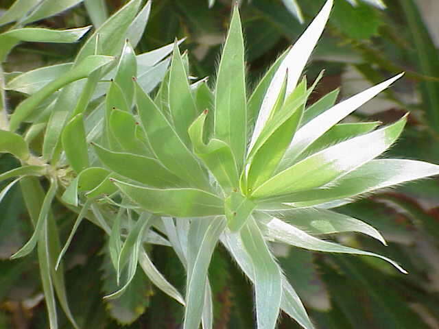 Image of Silver tree