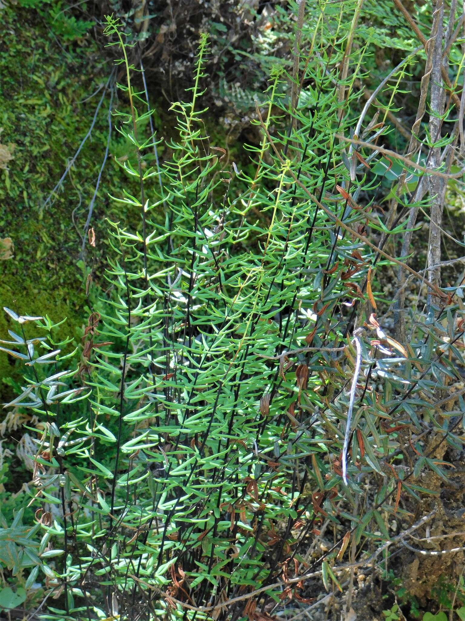 Image of Pellaea ternifolia subsp. brandegeei (C. C. Hall) Mickel