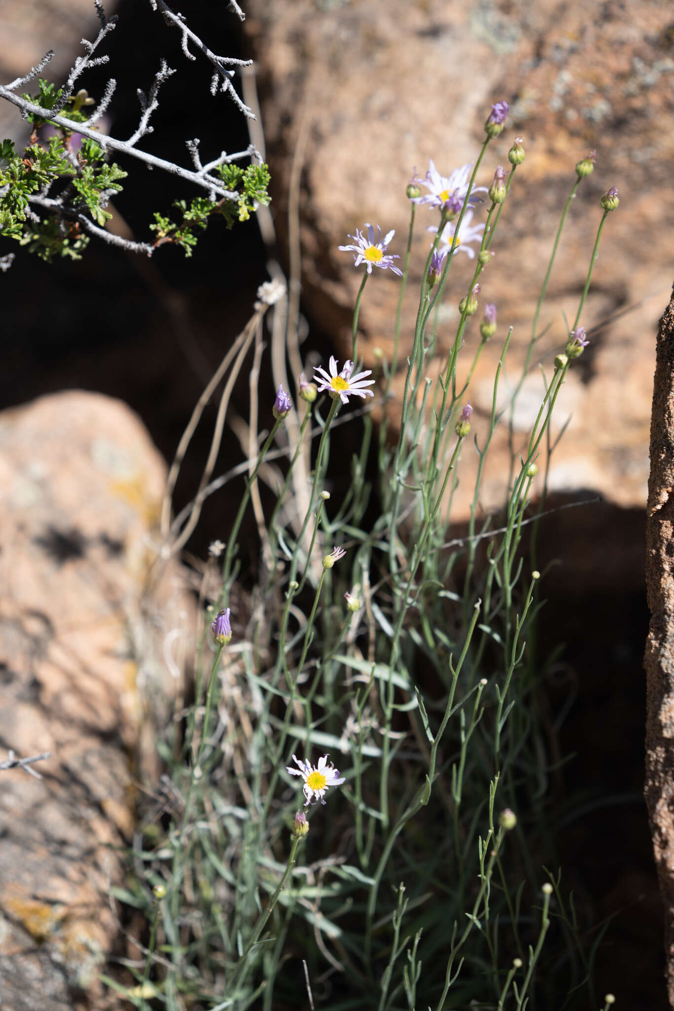 Image of Utah fleabane