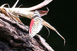 Image of 88 Butterfly