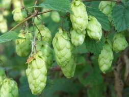 Image of common hop