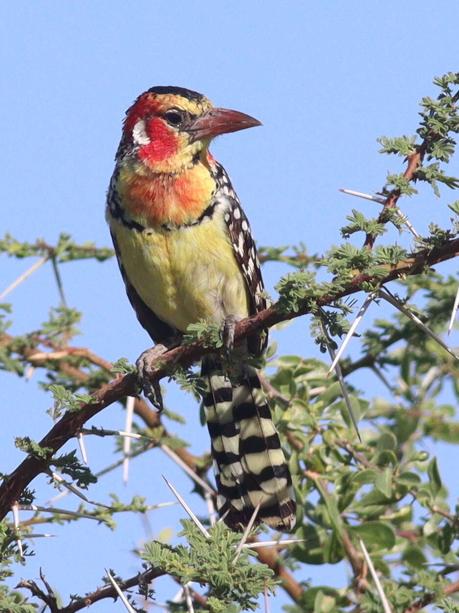 Image of Red-and-yellow Barbet