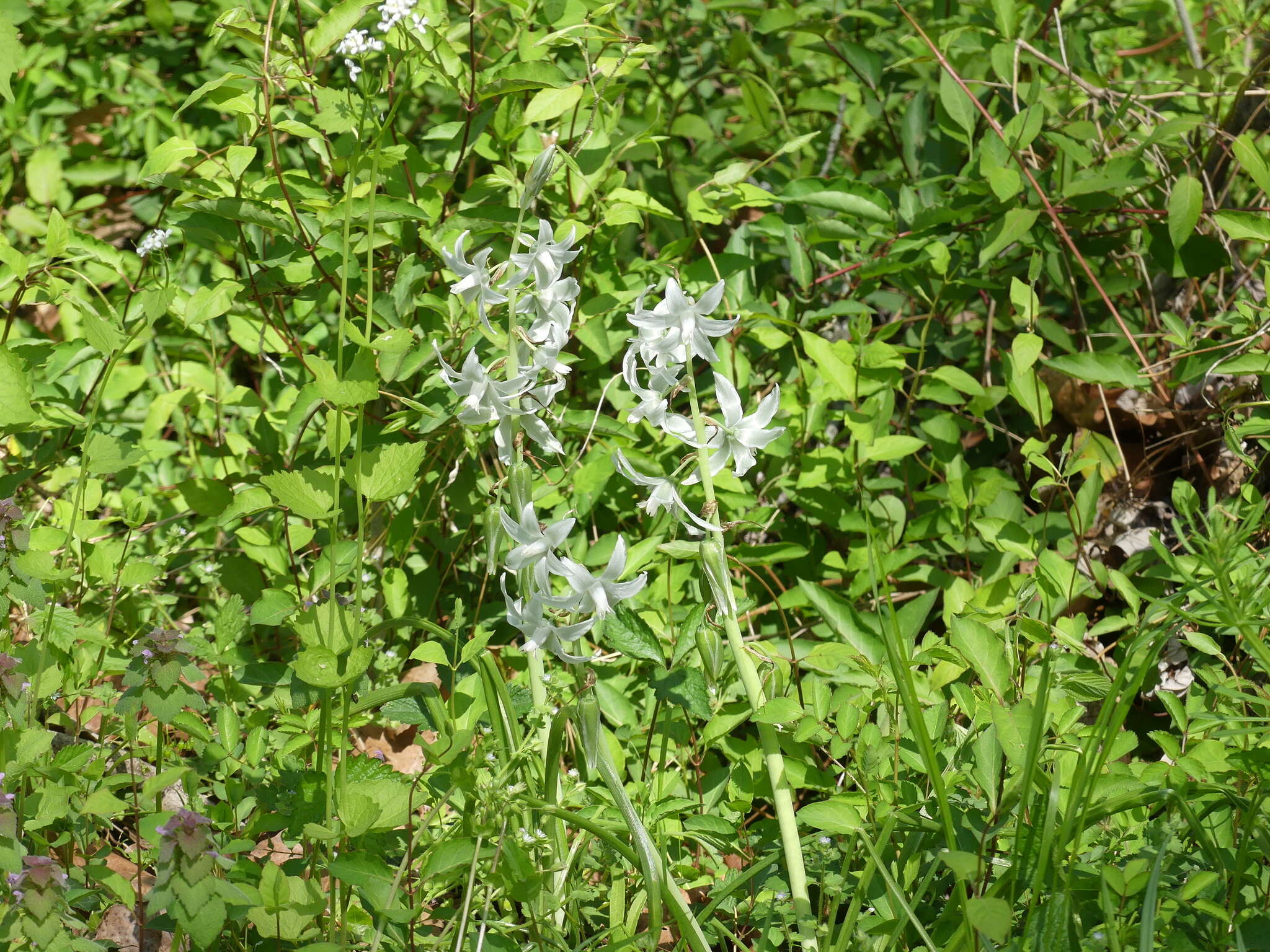 Image of drooping star of Bethlehem