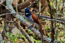 Image of Asian Paradise-Flycatcher