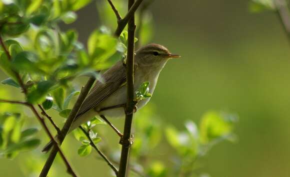 Image of Willow Warbler