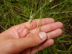 Image of Texas wintergrass