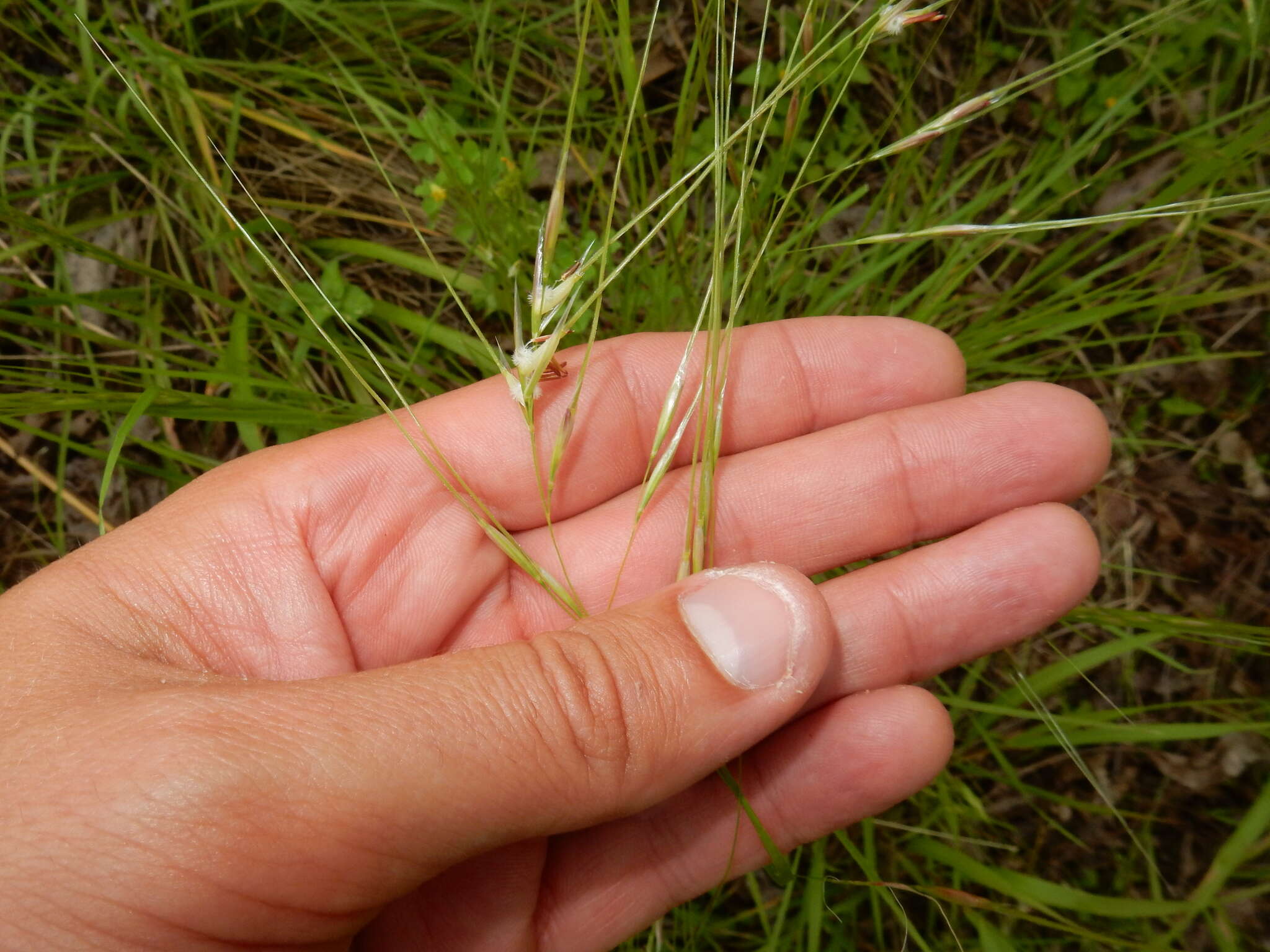 Image of Texas wintergrass