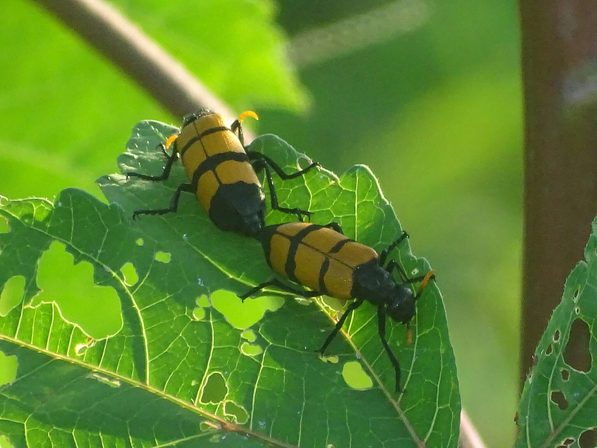 Image of <i>Hycleus trifasciatus</i>