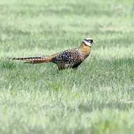 Image of Reeves's Pheasant