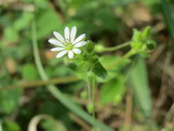 Image of greater chickweed