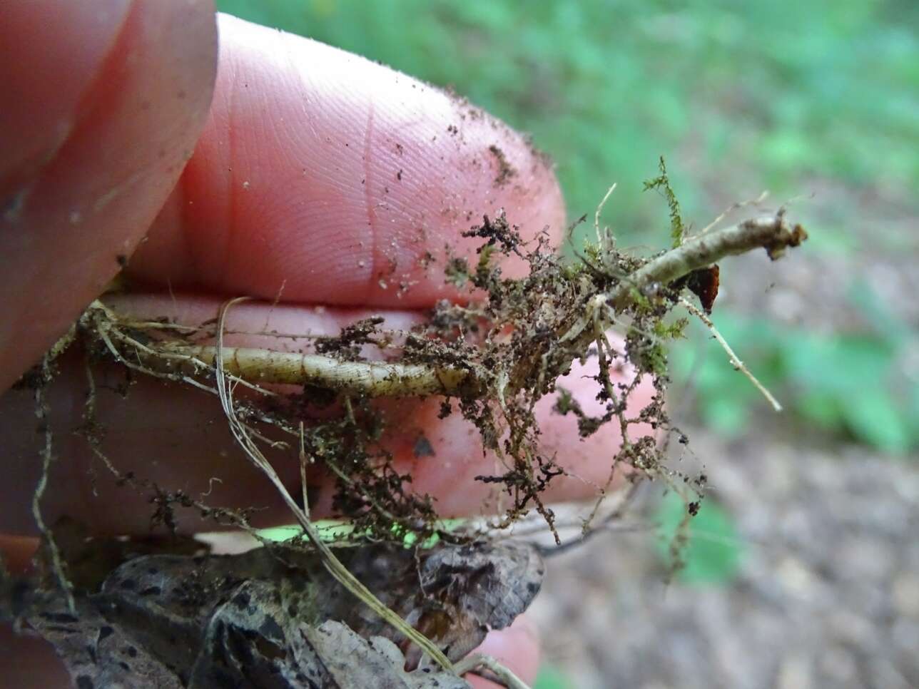 Imagem de Muhlenbergia tenuiflora (Willd.) Britton, Sterns & Poggenb.