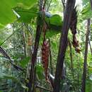 Image of Heliconia danielsiana W. J. Kress