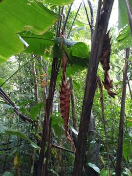 Image of Heliconia danielsiana W. J. Kress