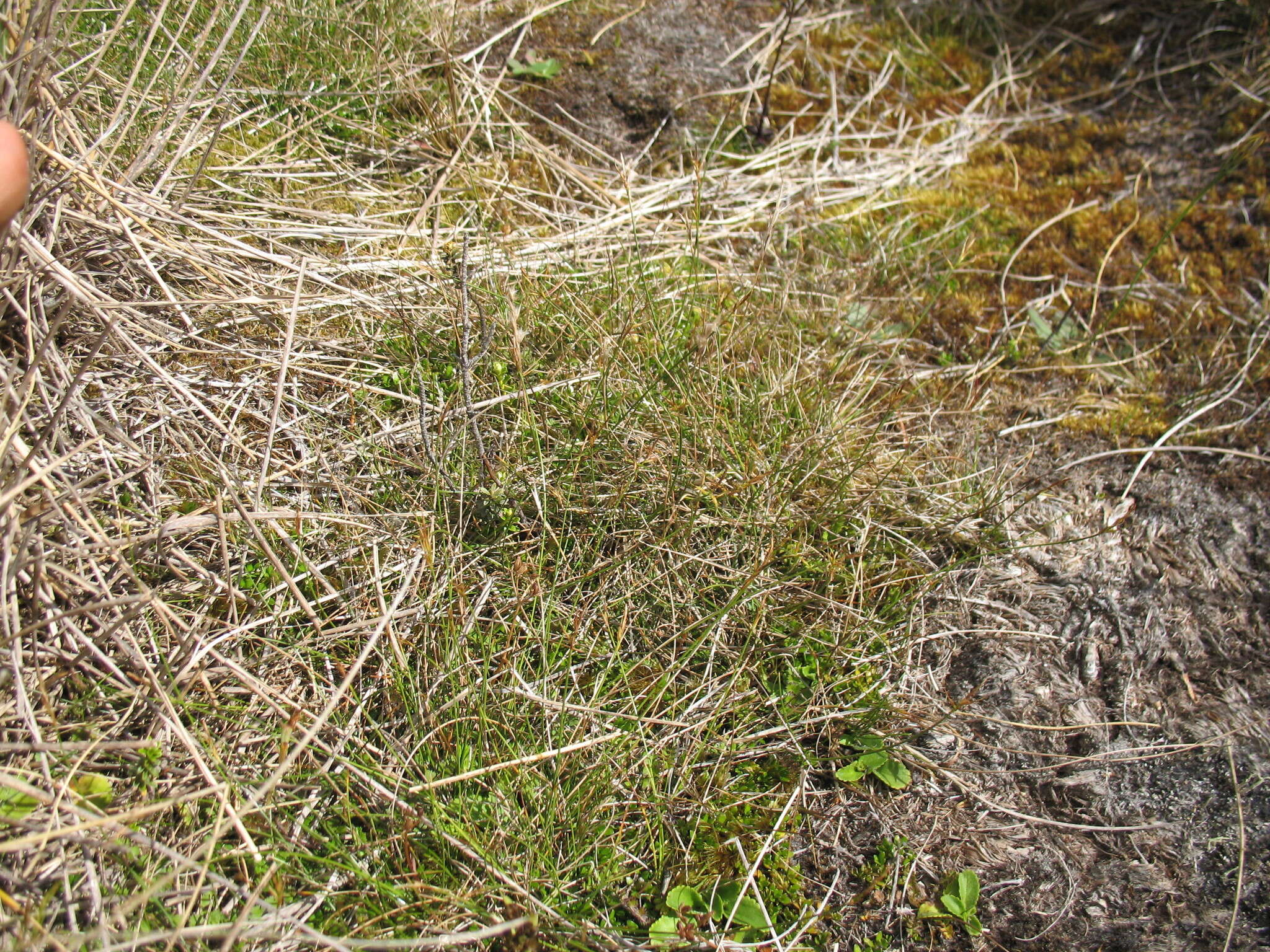 Rytidosperma gracile (Hook. fil.) Connor & Edgar resmi