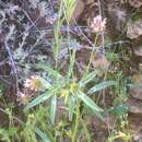 Imagem de Trifolium mucronatum subsp. lacerum (Greene) J. M. Gillett