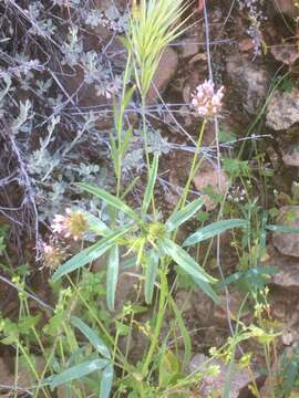 Слика од Trifolium mucronatum Spreng.